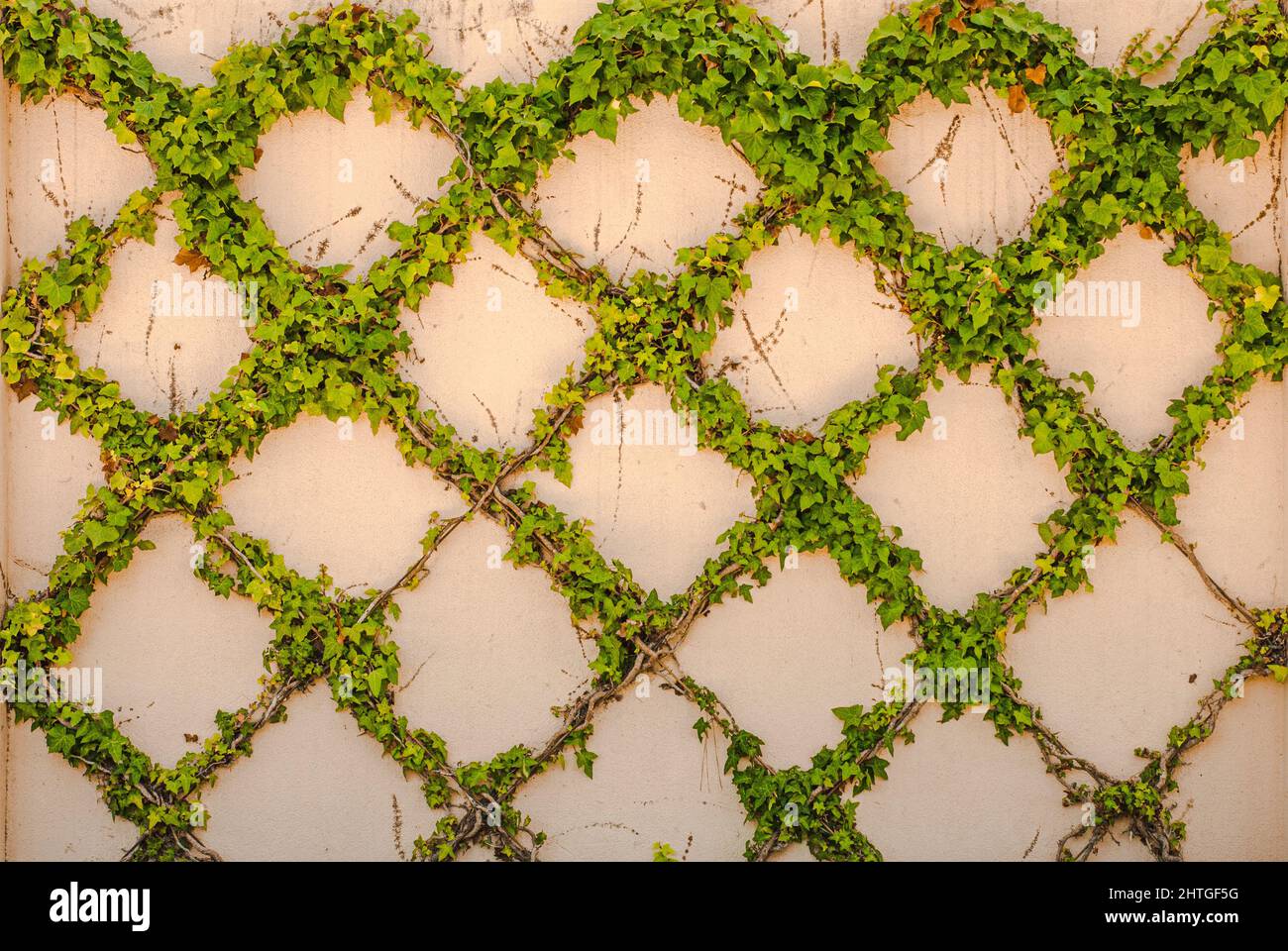 Repeat green ivy leaves in diamond pattern on stucco wall. Closeup of a trellis pattern clinging to outdoor facade. Stock Photo