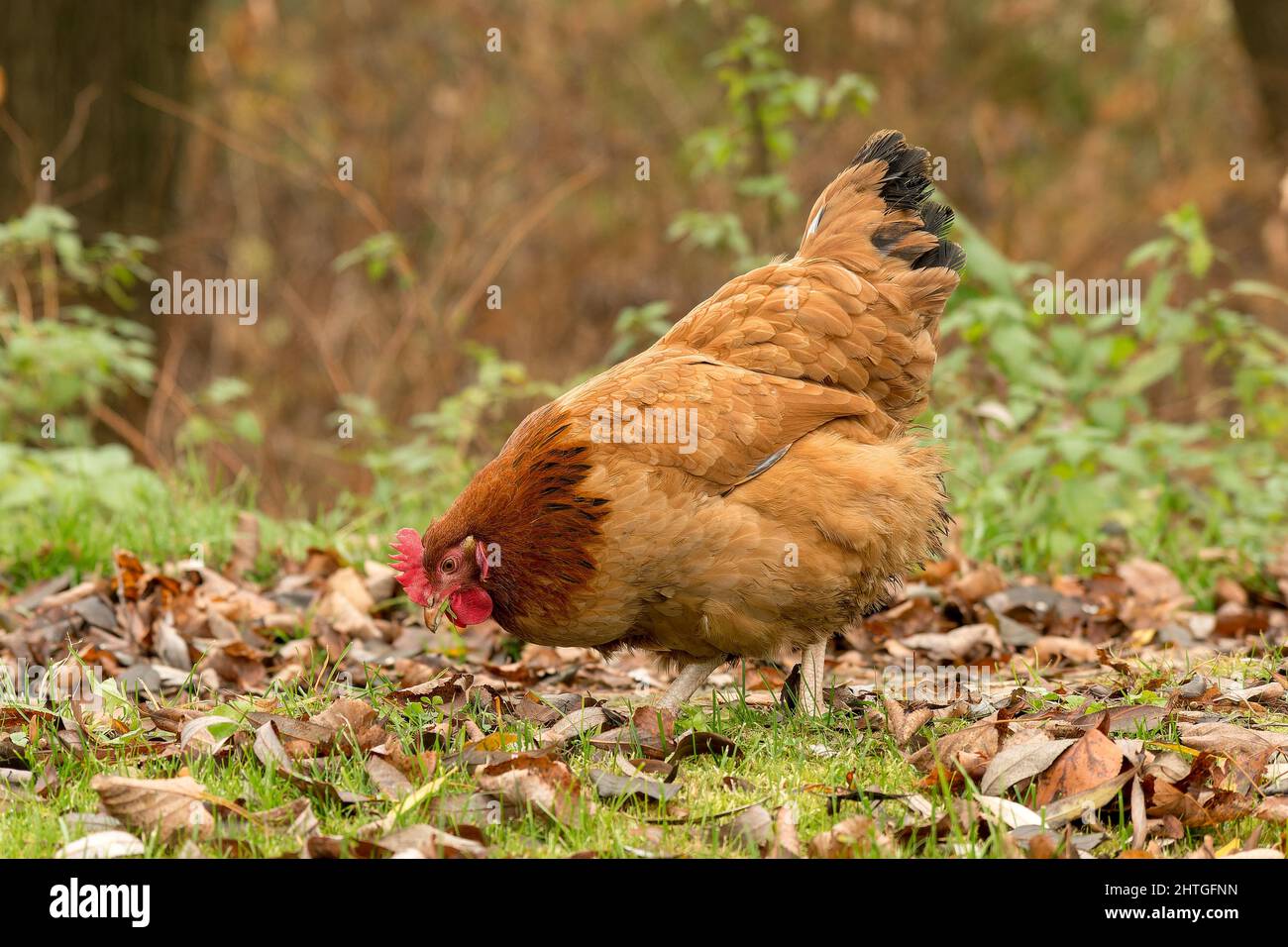 Orange hen in forest01 Stock Photo Alamy