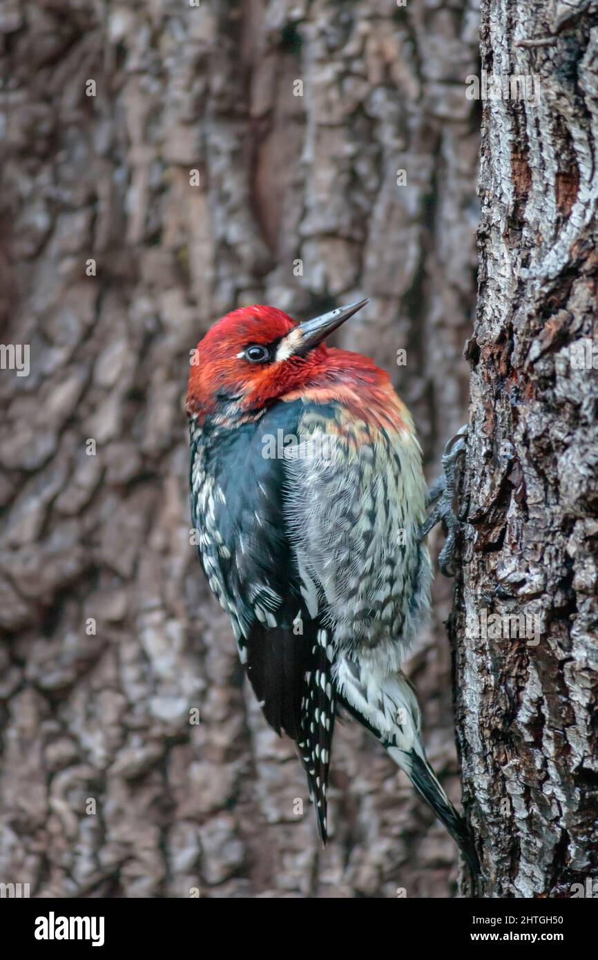 Closeup of a red-breasted sapsucker, gripping the rough bark of a tree and using its tail to brace itself as it searches for insects in the crevices. Stock Photo