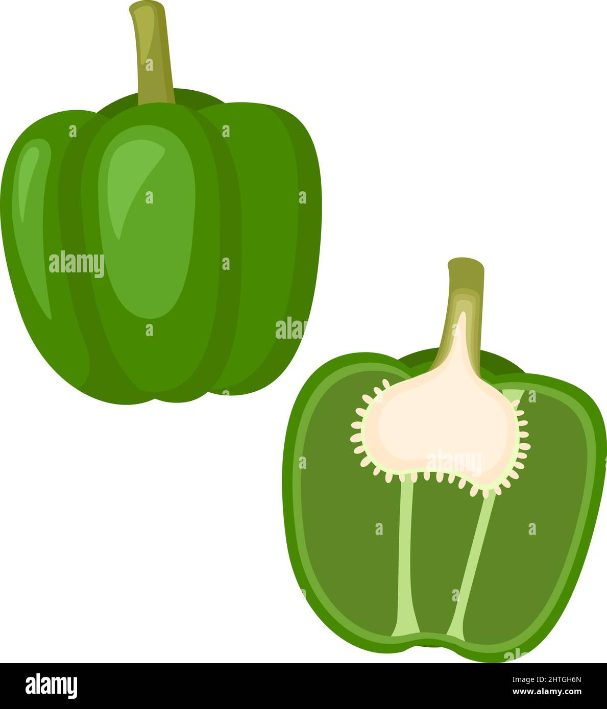 Green bell pepper, whole vegetable and half. Vector illustration Stock Vector