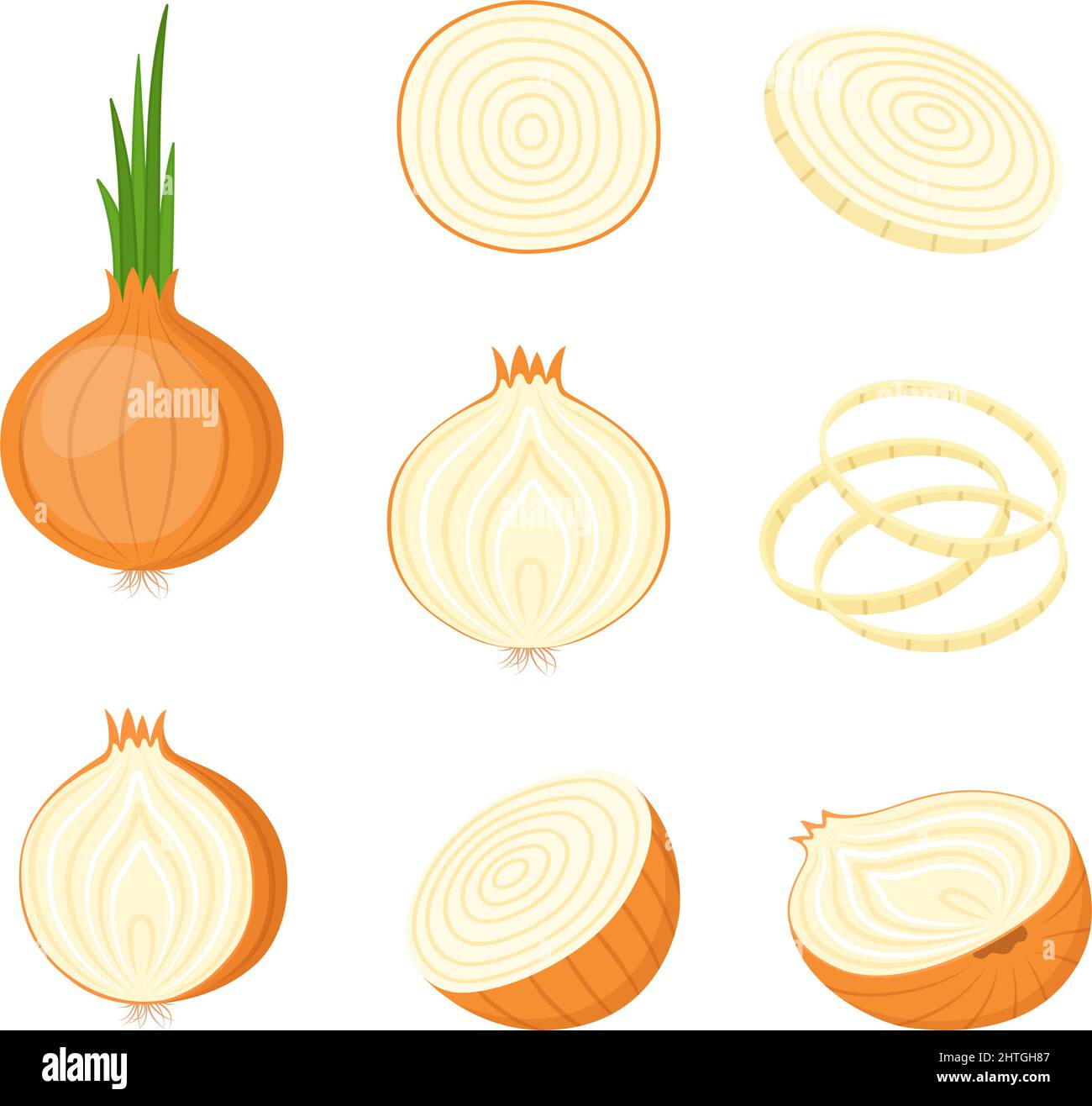 Onion, whole and cut. Farm vegetables, vector illustration Stock Vector