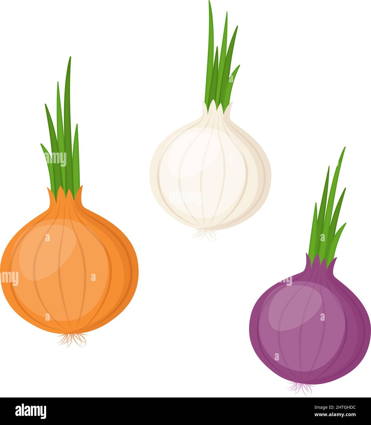 Yellow, white and red onion, vector illustration Stock Vector