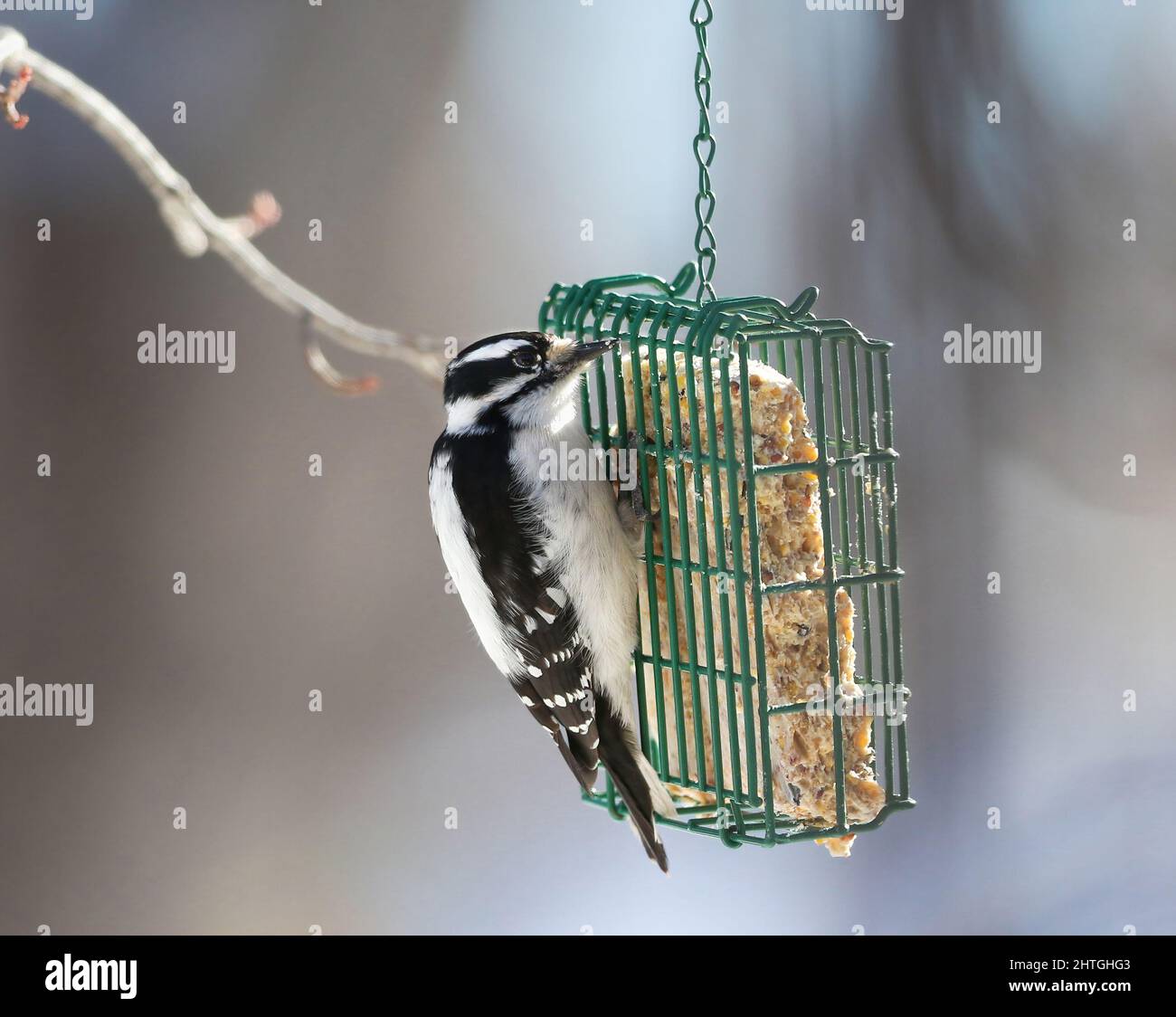 A Downy Woodpecker clinging to a suet feeder basket, a welcome source
