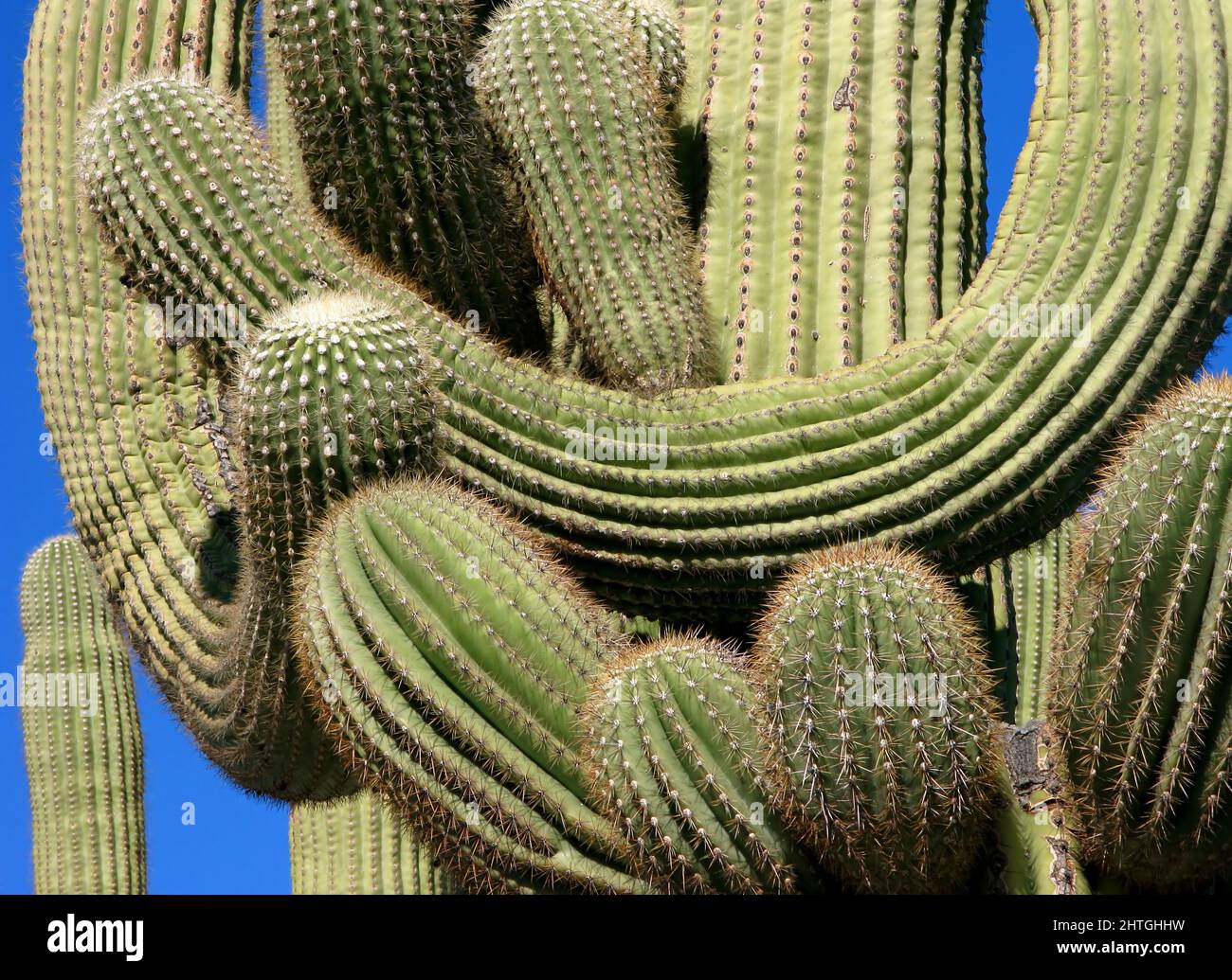 Saguaro Cactus Close up Of An Old Saguaro Cactus Against Blue Sky saguaro-cactus-close-up-of-an-old-saguaro-cactus-against-blue-sky