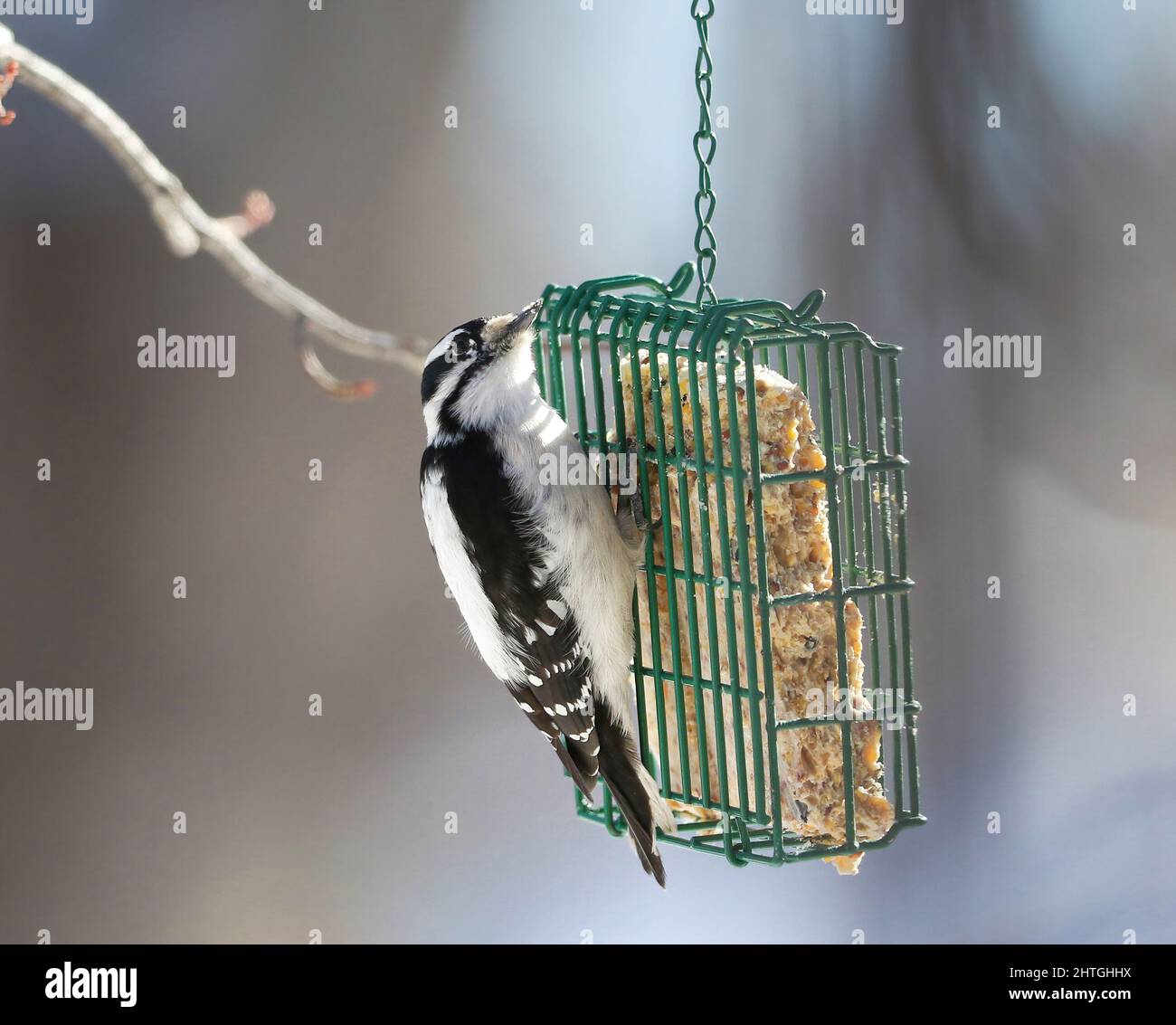 A pretty Downy Woodpecker looks up while clinging to a suet feeder on a bright Winter Day. Stock Photo