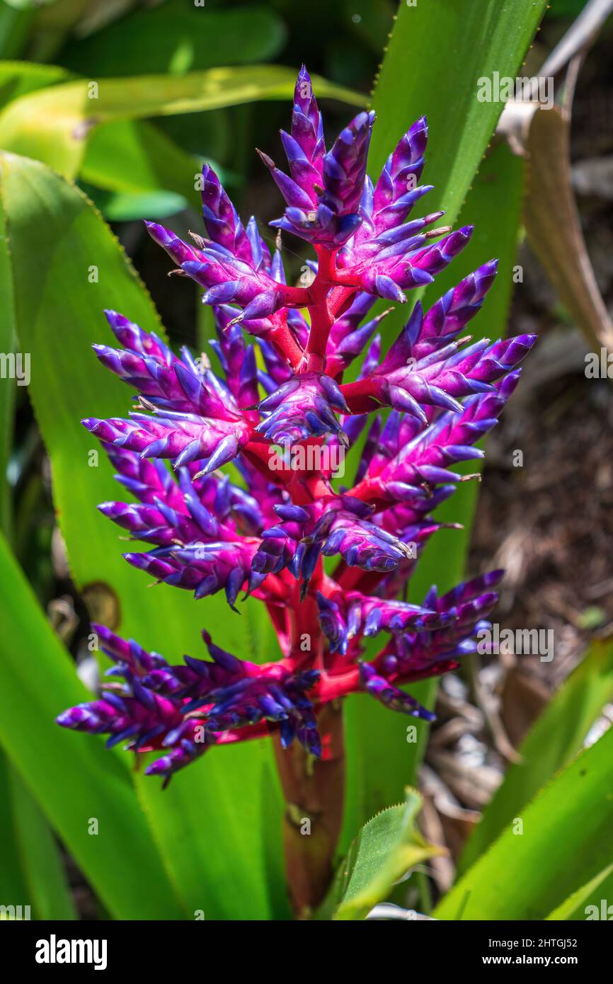 Aechmea 'Blue Tango' bromeliad cultivar - Davie, Florida, USA Stock Photo