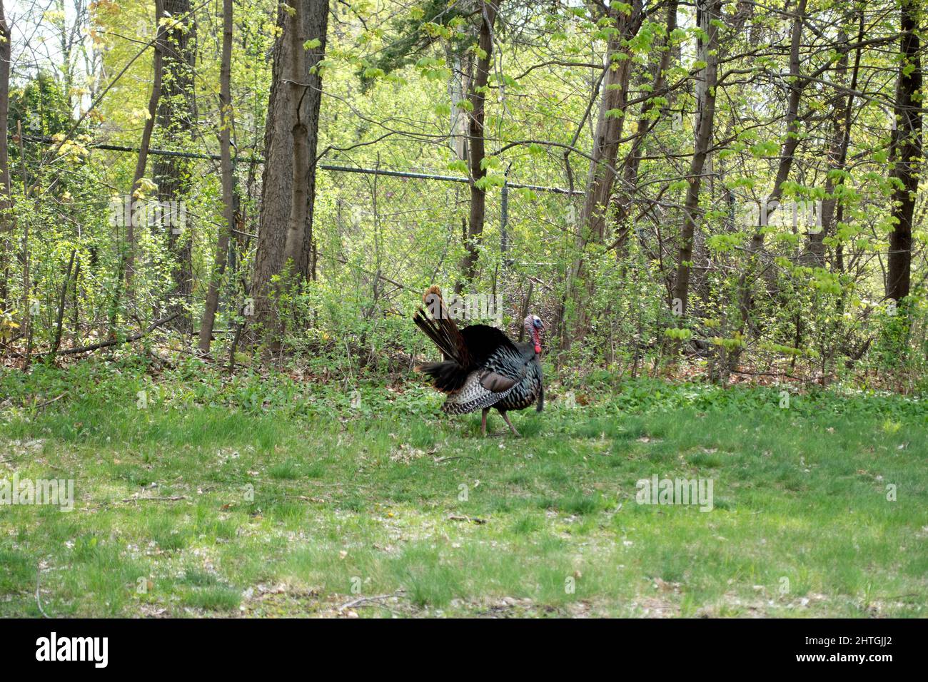 Wild turkey running free in nature near the Lake Harriet Bandstand Park. Minneapolis Minnesota MN USA Stock Photo