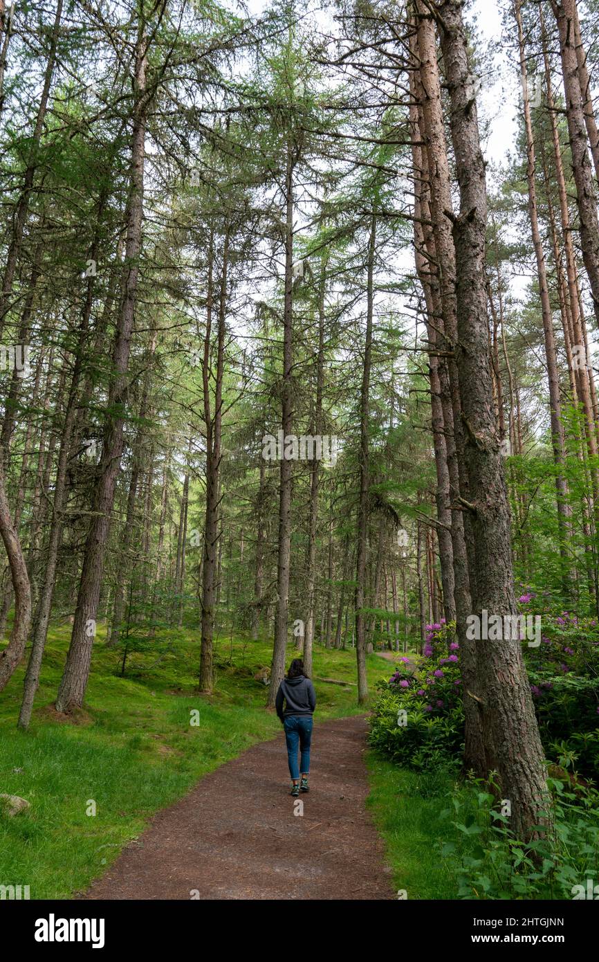 Rear view of a female walking on forest path Stock Photo - Alamy