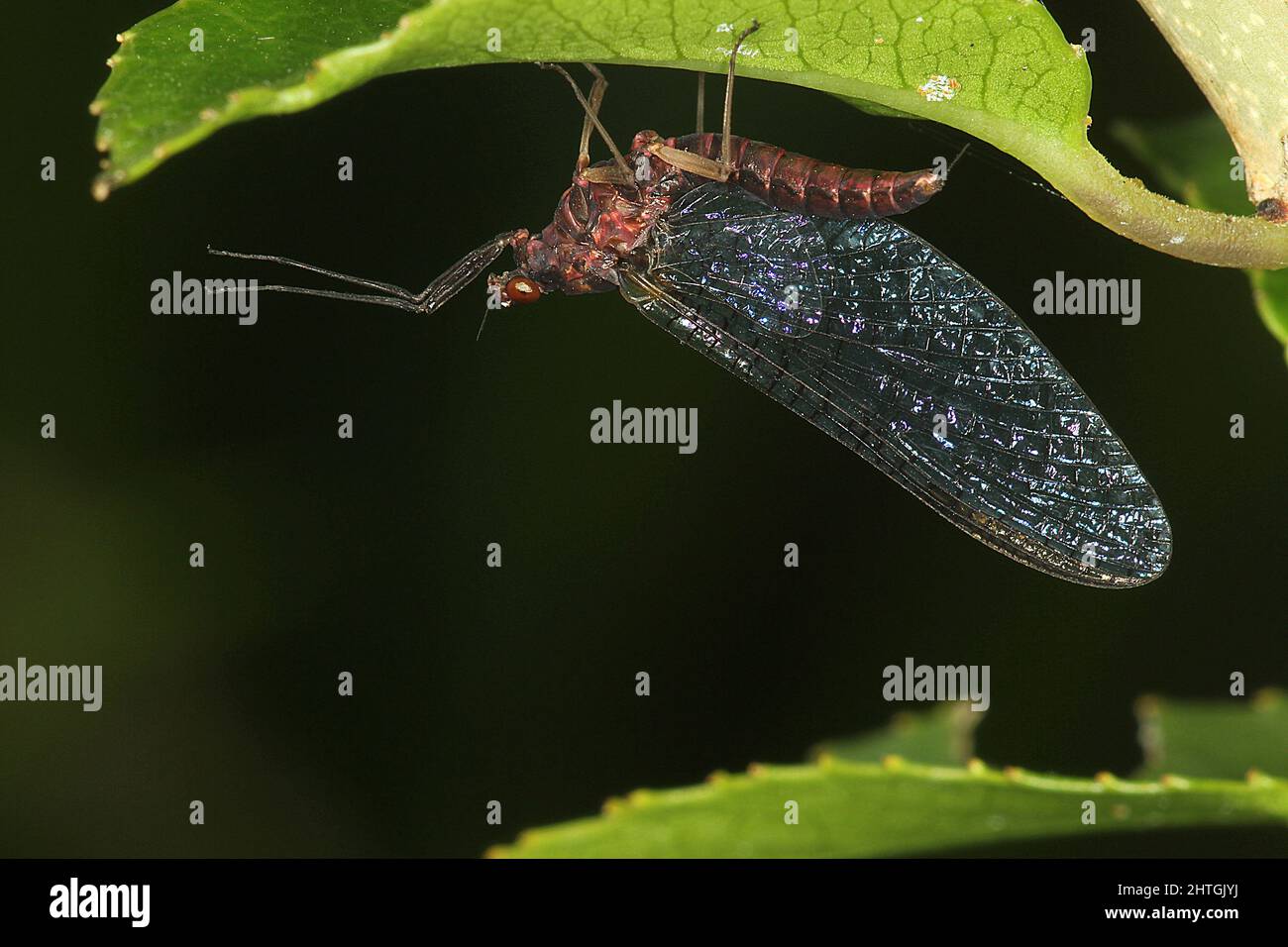 Spinygilled mayfly (Coloburiscus humeralis) Stock Photo