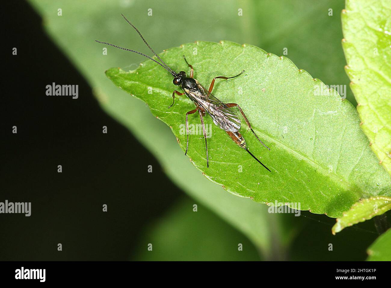 Ichneumonid parasitoid wasp on a leaf Stock Photo - Alamy