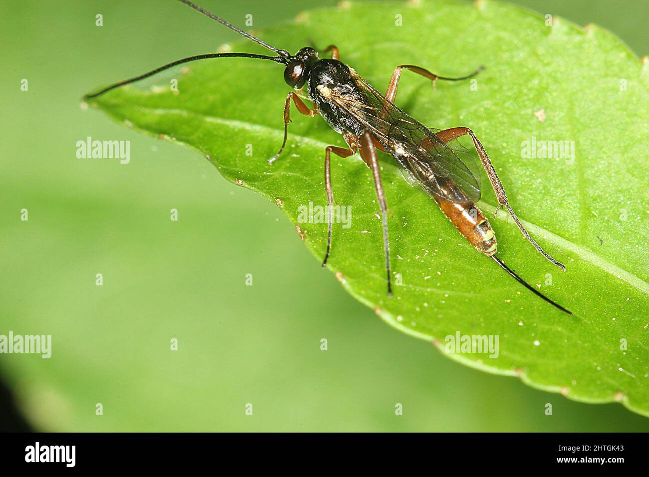 Ichneumonid parasitoid wasp on a leaf Stock Photo - Alamy