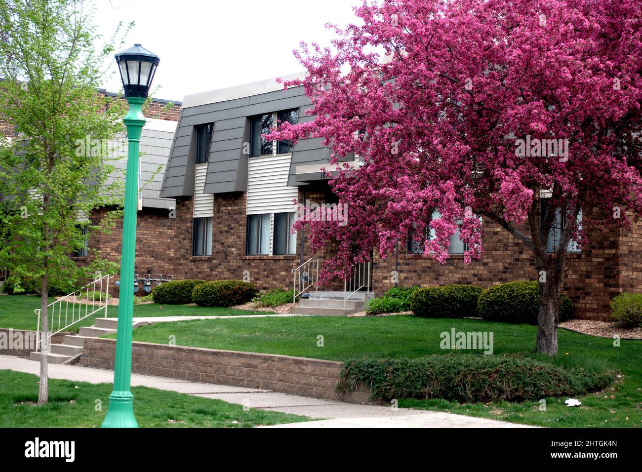 Apartment building with a beautiful blooming fruit tree in yard. St Paul Minnesota MN USA Stock Photo