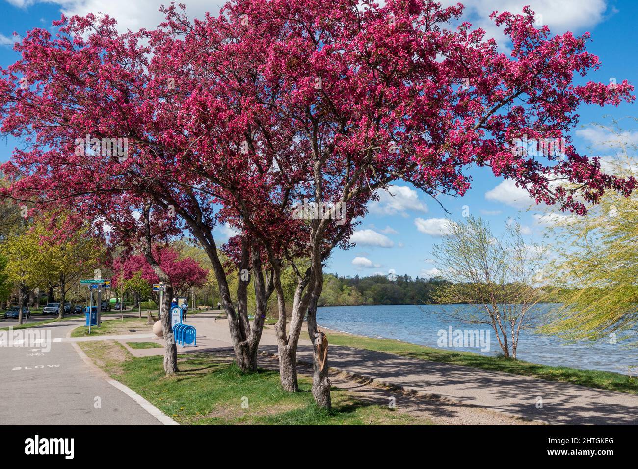 Beautiful purple flowering fruit trees arching over the walking and