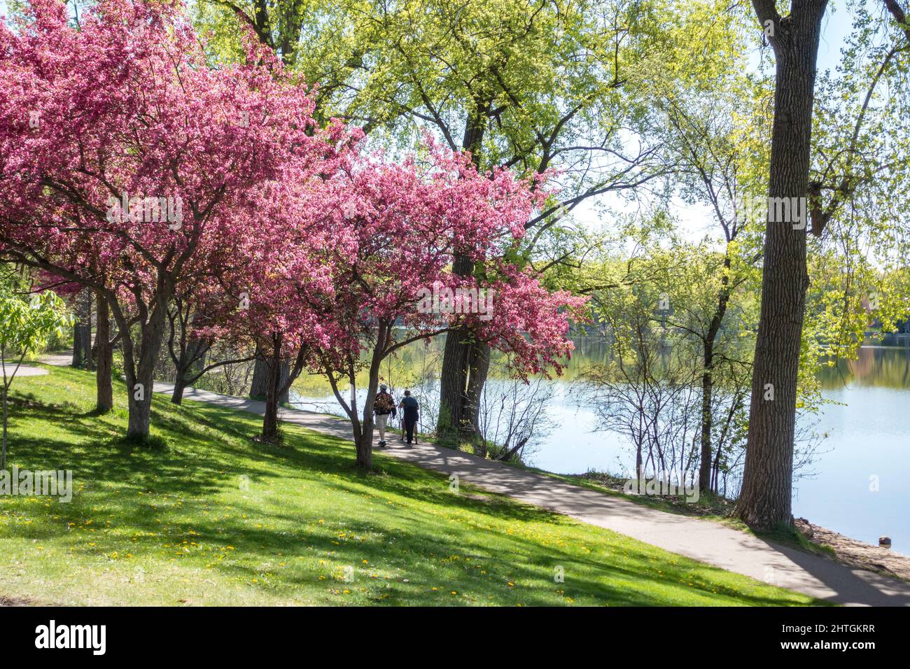 Couple with their dog walking on the Cedar Lake trail by fruit trees in blossom. Minneapolis Minnesota MN USA Stock Photo