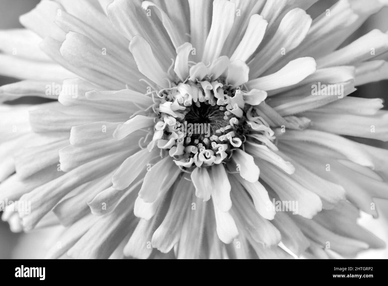 Zinnias plant Black and White Stock Photos & Images - Alamy