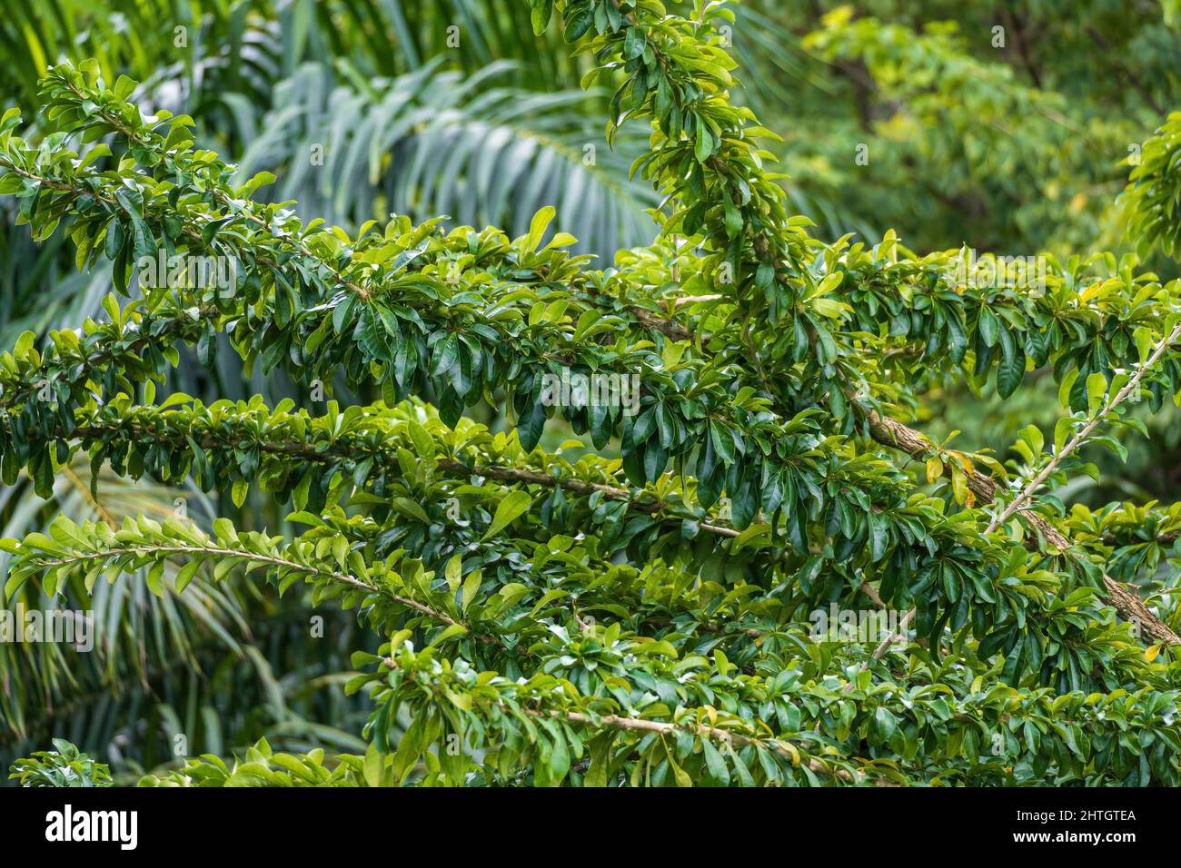 Leaves of a calabash tree (Crescentia cujete) - Florida, USA Stock Photo