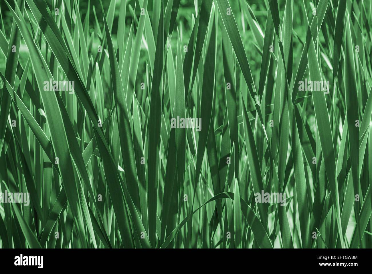 Simple Green Reed Green reed leaves closeup, natural background wallpaper Stock Photo - Alamy