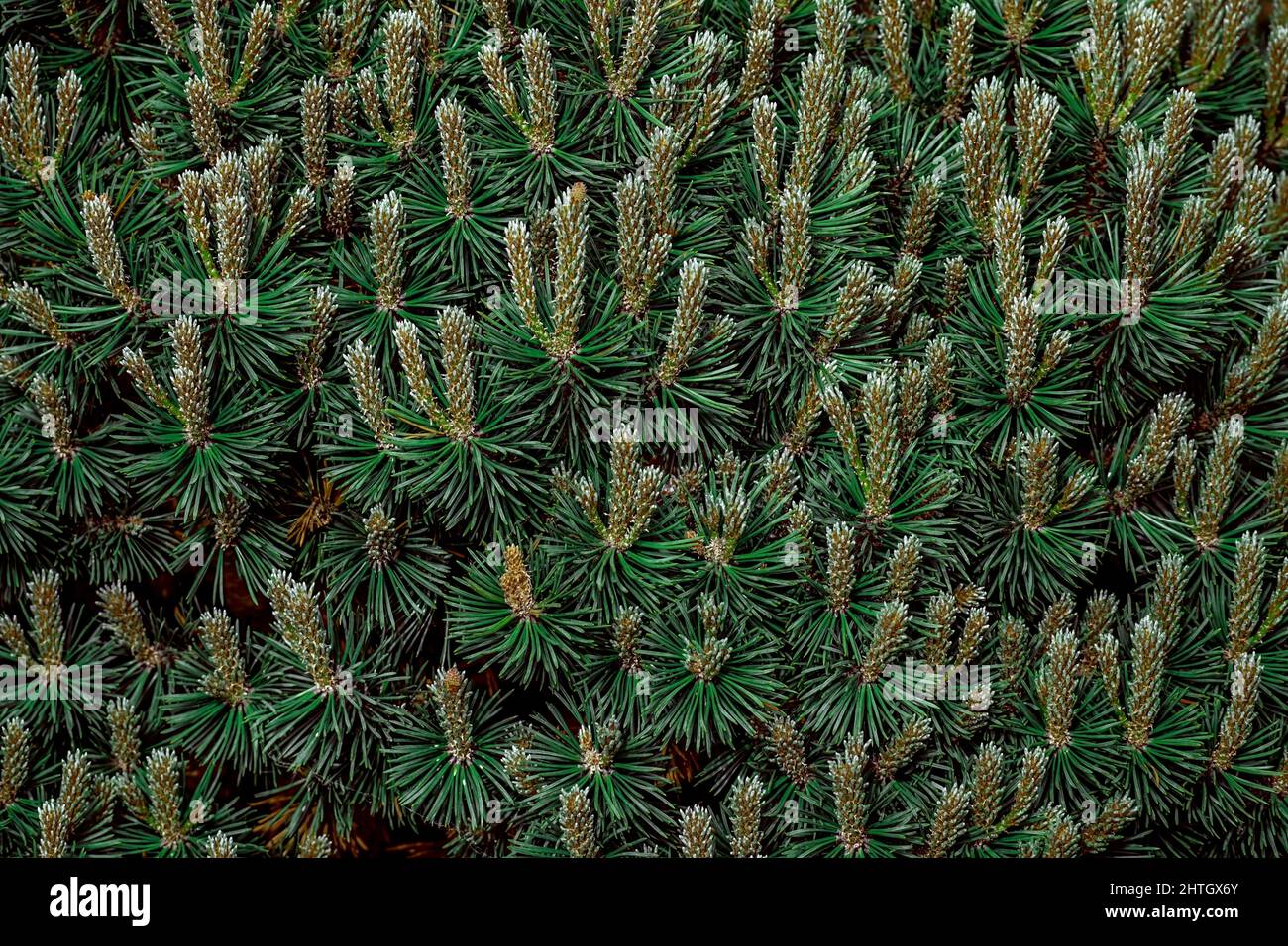 Green spruce needles texture wallpaper, green natural background Stock Photo