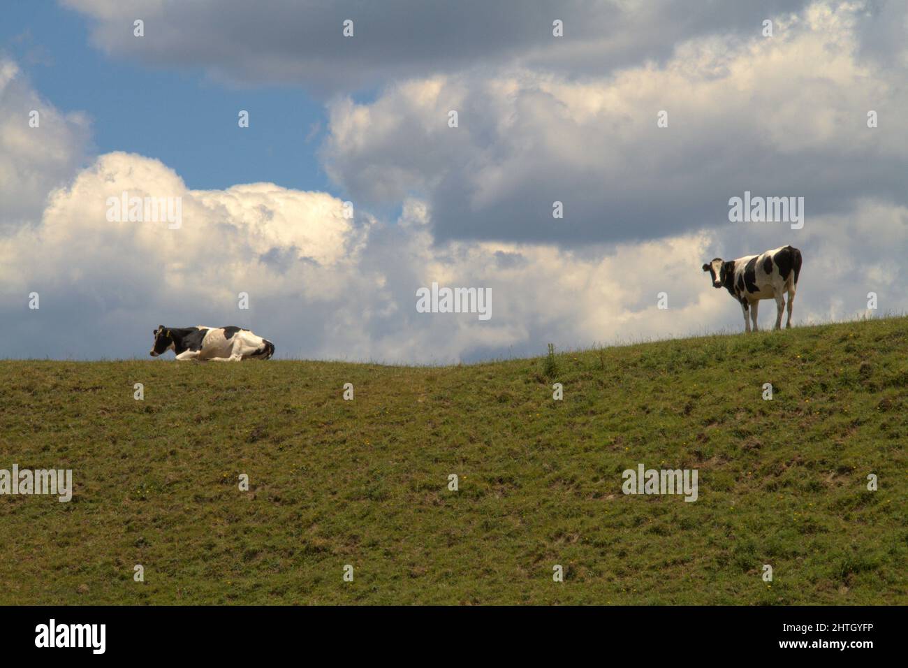 The black and white Holstein cows at the crest of a hill on North Island in New Zealand. One rests and the other looks toward the camera. Stock Photo