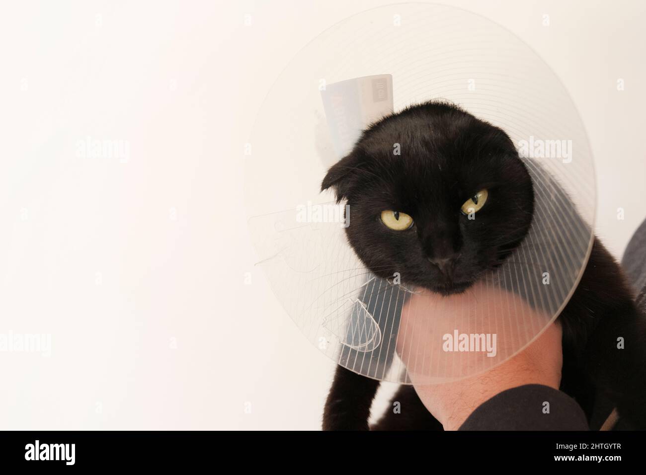 Cat in a Anti Bite Safety Neck Collar . black Cat in the hands of a
