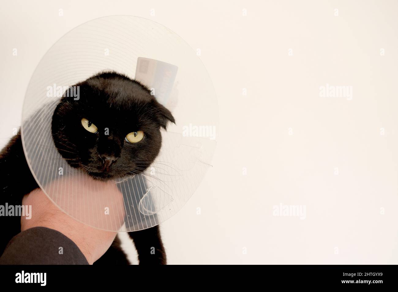 Cat in a Anti Bite Safety Neck Collar . British shorthair black Cat . black Cat in the hands of a veterinarian on white background.Healing Protective Stock Photo