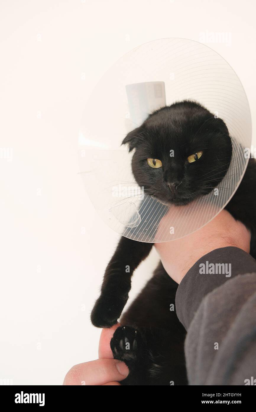 Healing Protective Cone for pets.Examining Cat with a veterinarian.Cat