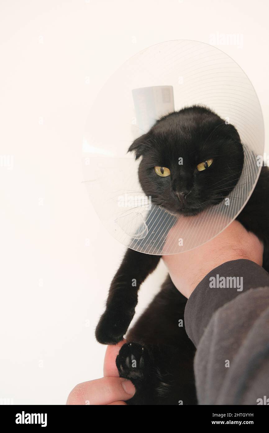 Healing Protective Cone for pets.Examining Cat with a veterinarian.Cat in a Anti Bite Safety Neck Collar . black Cat in the hands of a veterinarian on Stock Photo