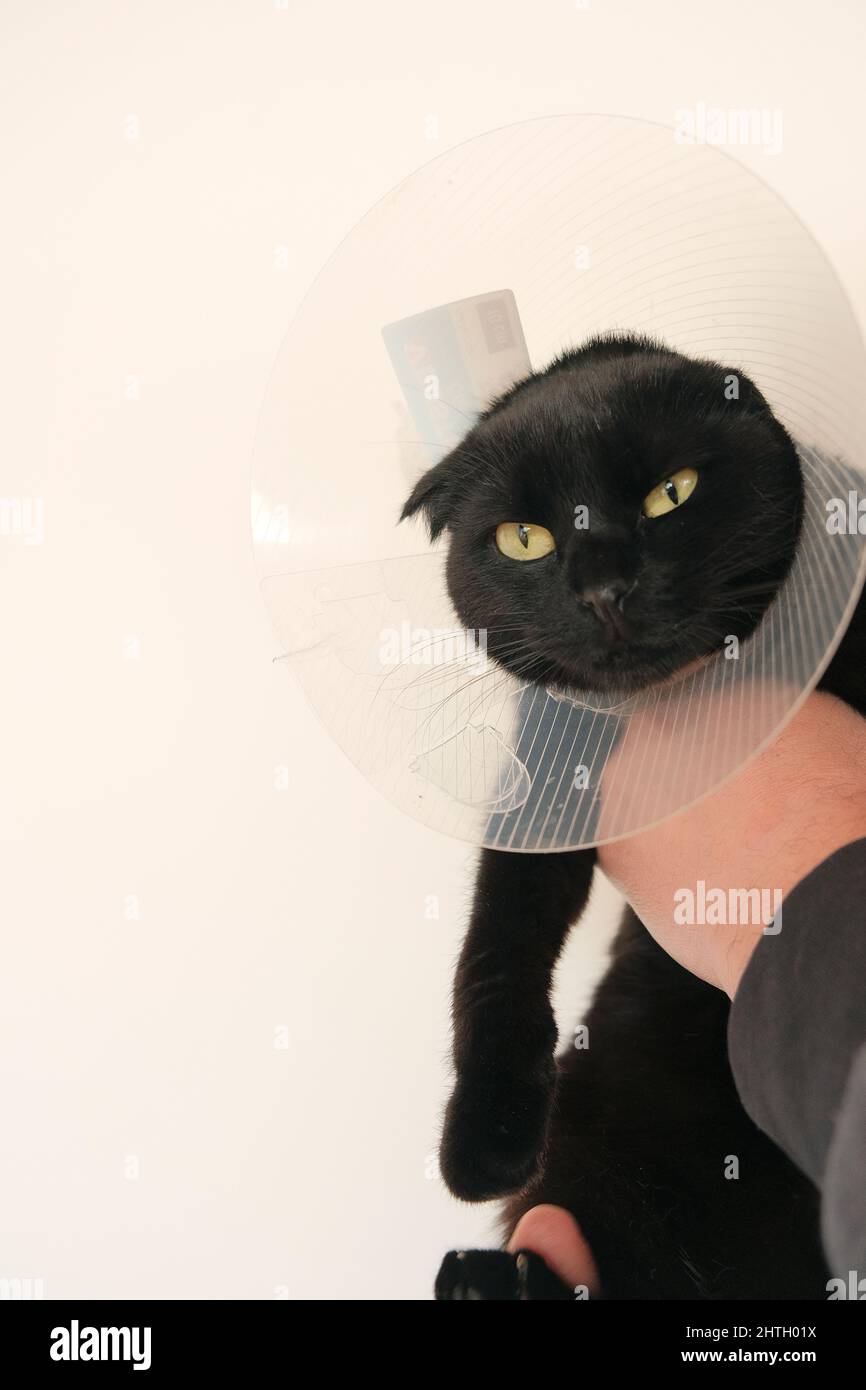 Cat in a Anti Bite Safety Neck Collar . black Cat in the hands on white background.Healing Protective Cone for pets.Examining Cat with a veterinarian Stock Photo