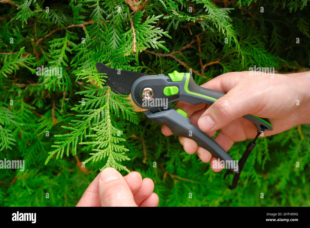 Gardening Tools.Spring gardening. Garden shears in male hands close-up cutting a hedge.Plant pruning.Gardening and plant formation. Pruning thuja.. Stock Photo