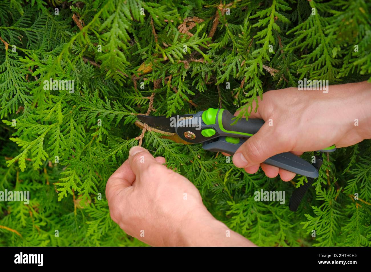 Garden shears in hands cutting a hedge.Plant pruning.Gardening and plant formation.Pruning thuja.Gardening Tools.Spring gardening.  Stock Photo