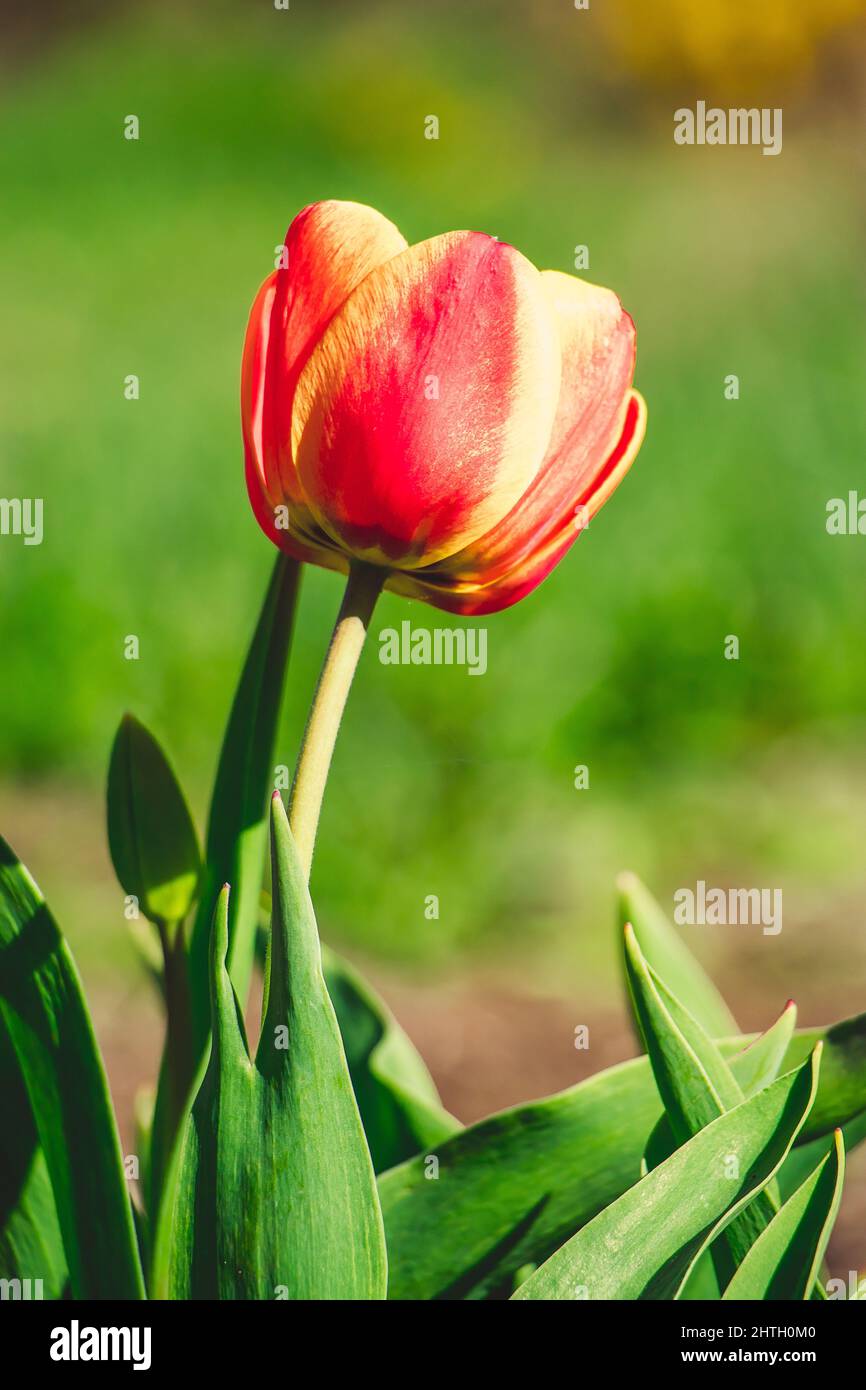 Tulip flower close up. Delicate bud, symbol of spring. Growing tulips at home garden. Stock Photo