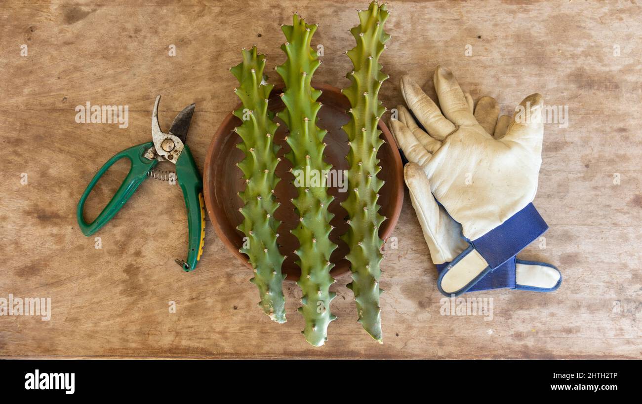 Euphorbia neriifolia cuttings with gardening tools Stock Photo