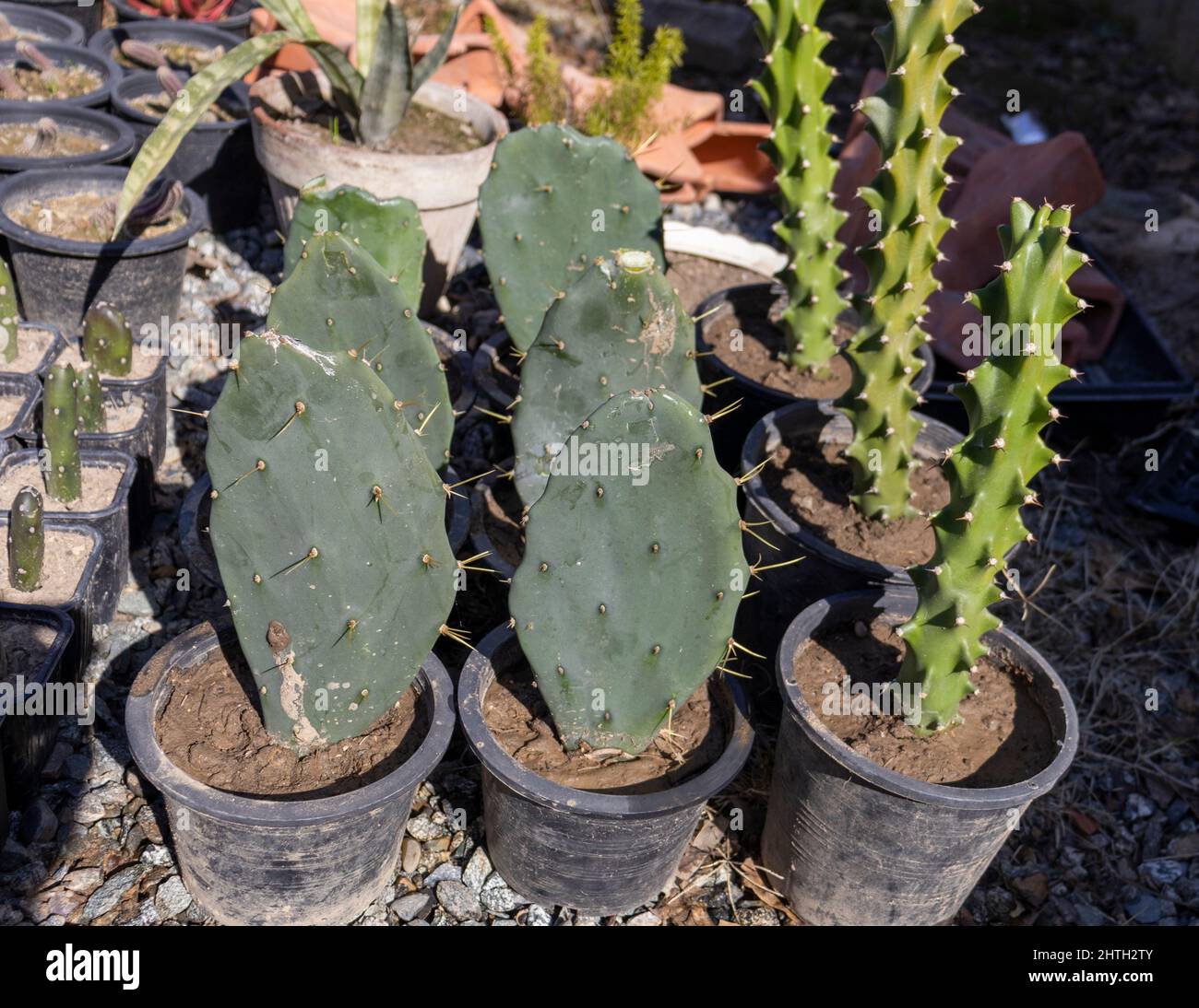 Opuntia and Euphorbia propagation in spring Stock Photo