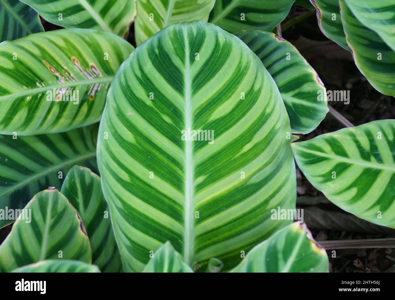 Close up of the beautiful leaves of Calathea Makoyana, originally from Eastern Brazil Stock Photo