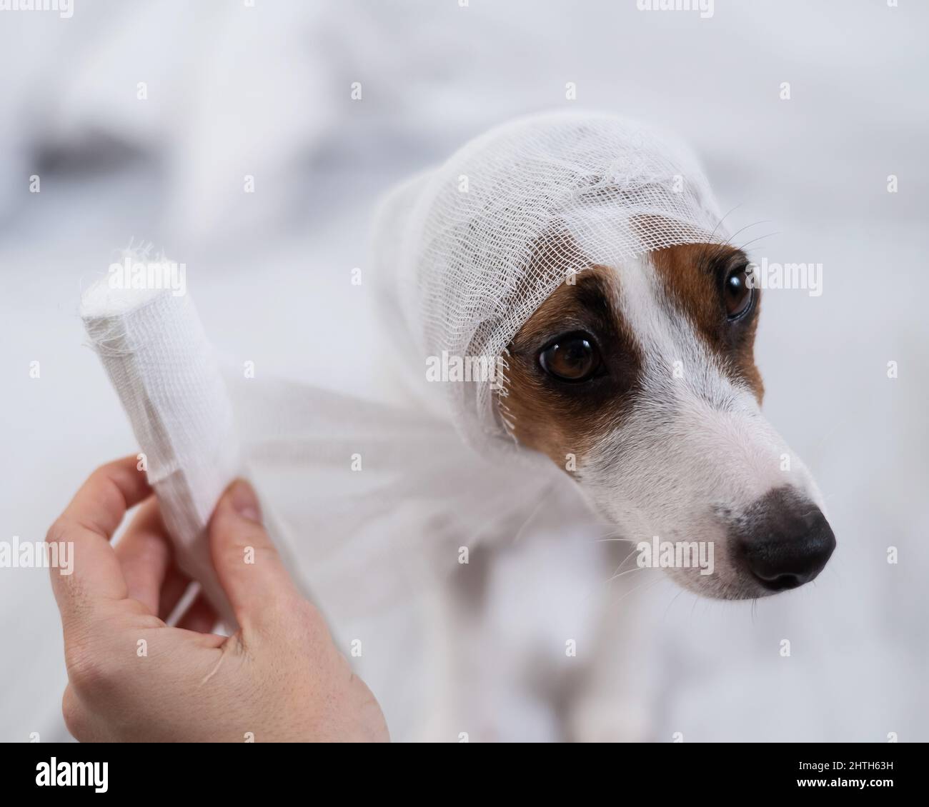 Gauze Wrapped Around Dog'S Head photo