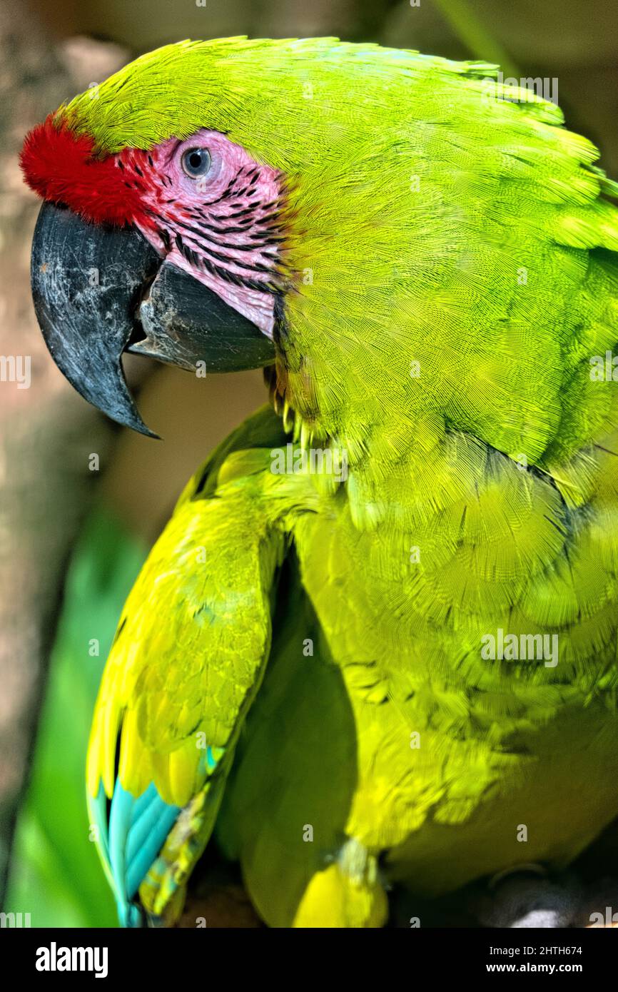 Great green macaw (Ara ambiguus) closeup, Copan, Honduras Stock Photo