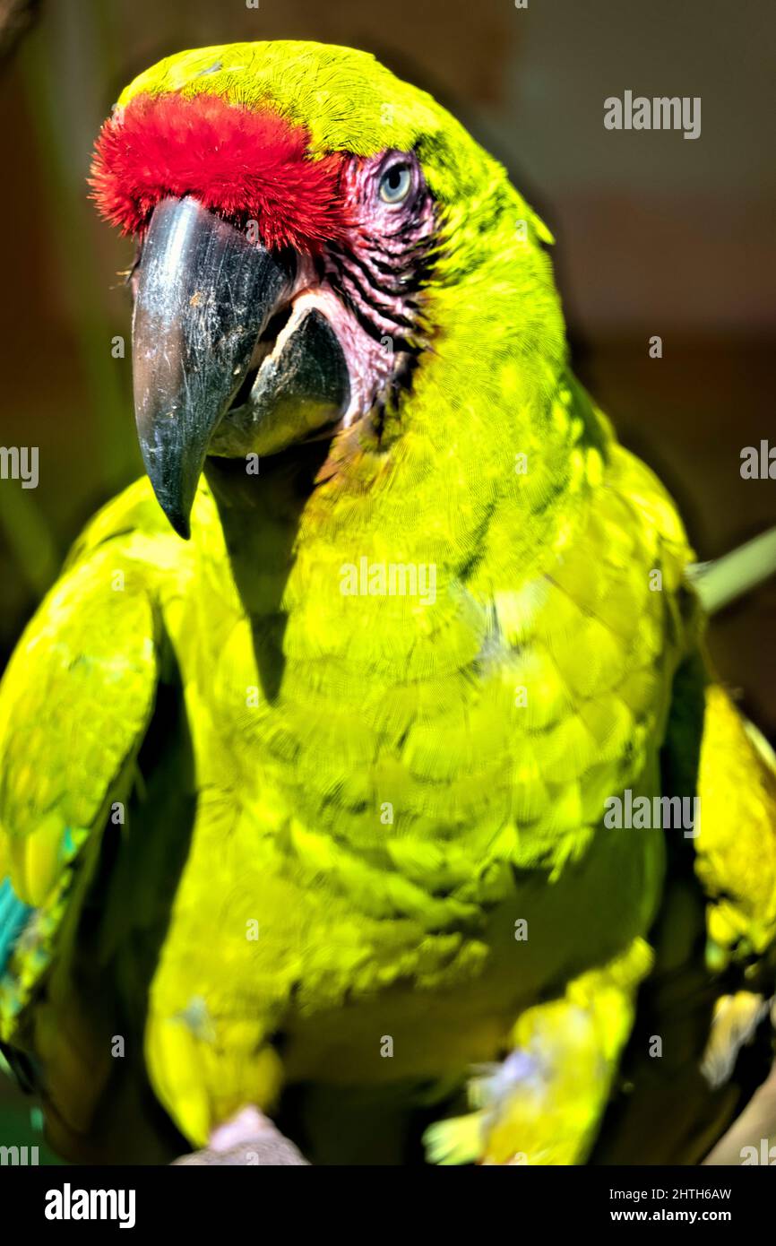 Great green macaw (Ara ambiguus) closeup, Copan, Honduras Stock Photo