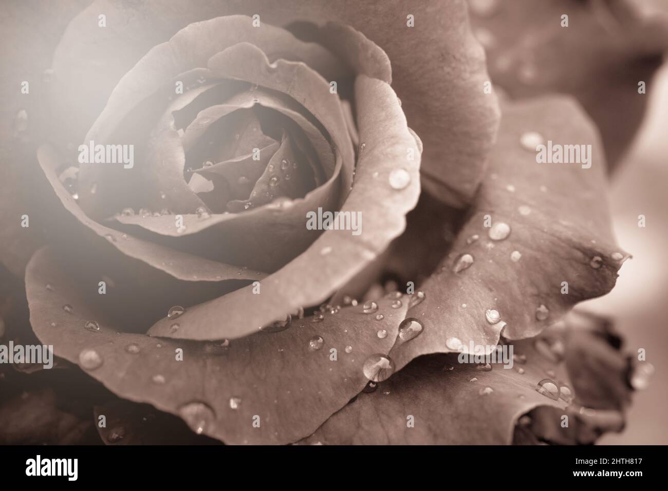 Fresh rose with water drops on white background Stock Photo - Alamy