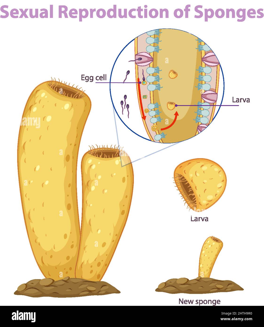 Diagram showing reproduction in sponges illustration Stock Vector Image