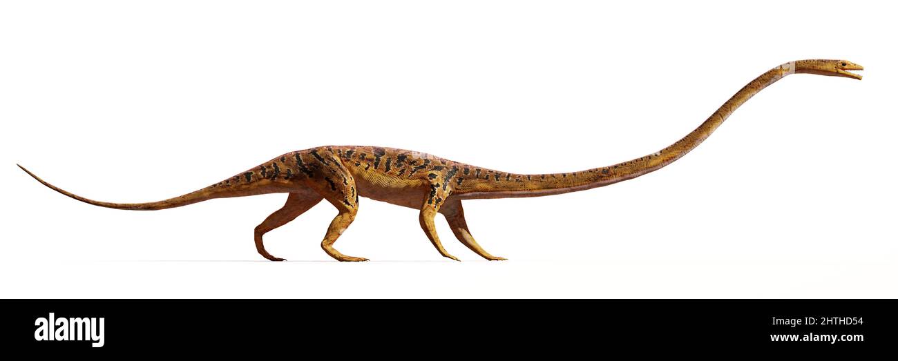 Tanystropheus, extinct reptile from the Middle to Late Triassic epochs, isolated on white background Stock Photo