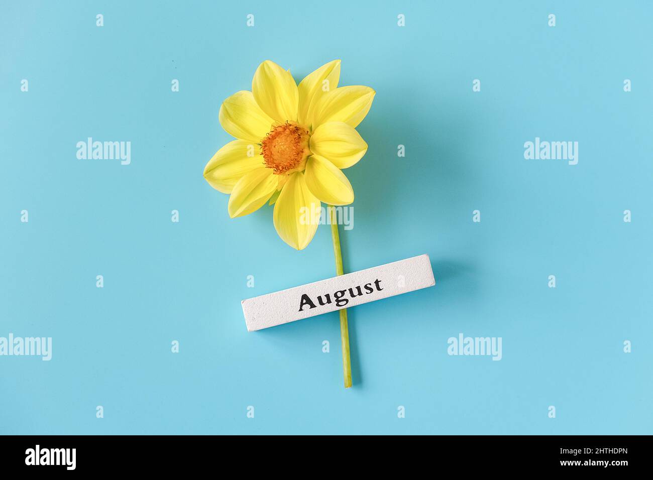 Wooden calendar summer month of August and yellow flower on blue background. Copy space. Minimal style. Template for greeting card, text, design. Hell Stock Photo