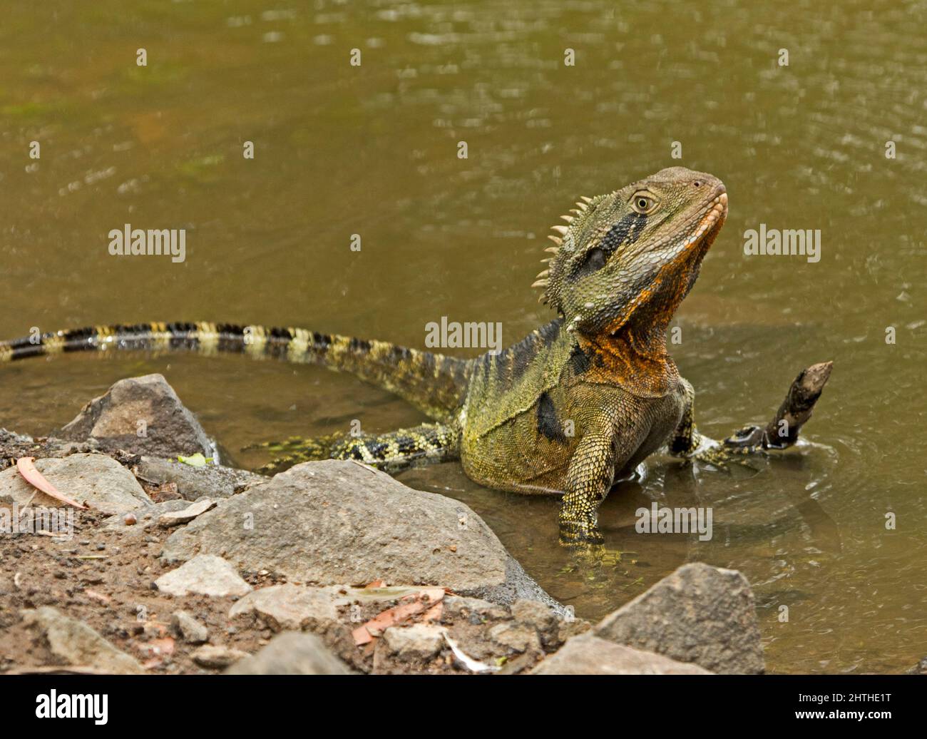 Eastern Water Dragon lizard, Intellagama lesueurii, in water of lake in urban park in Australia Stock Photo