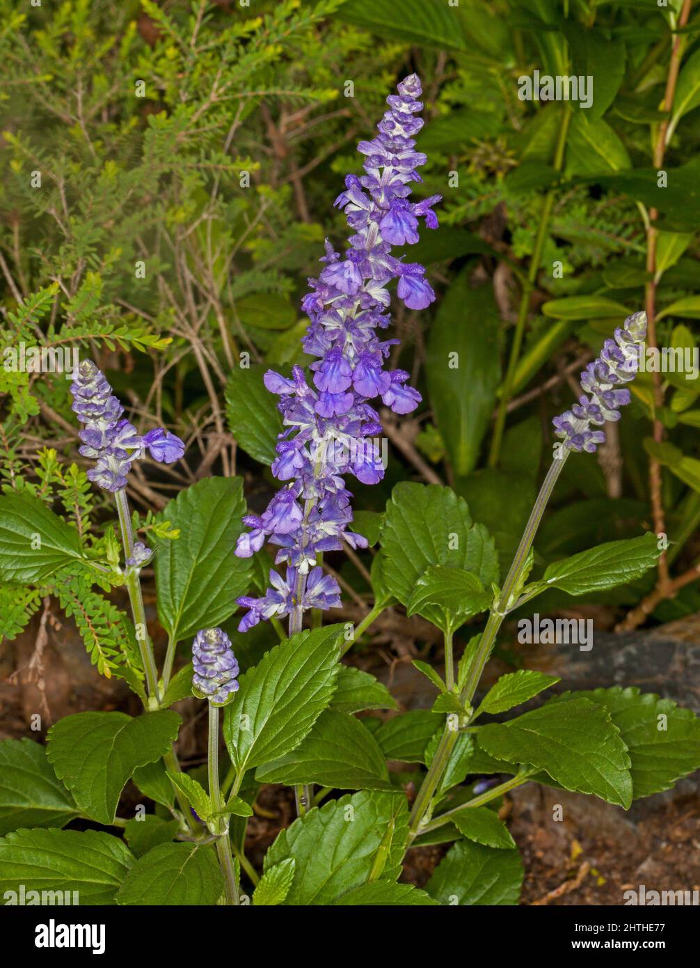Tall spikes of vivid blue flowers of sage Salvia longispicata x farinacea Mystic Spires, garden perennial, against background of emerald green foliage Stock Photo