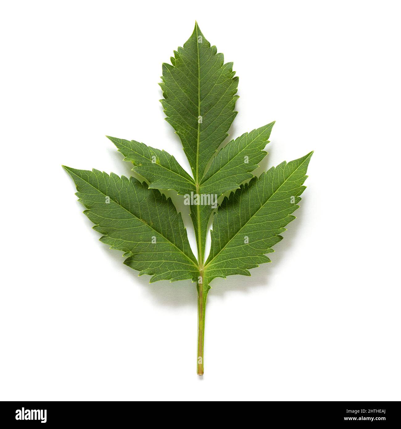 Fresh green natural Dahlia leaf isolated on white background. Stock Photo