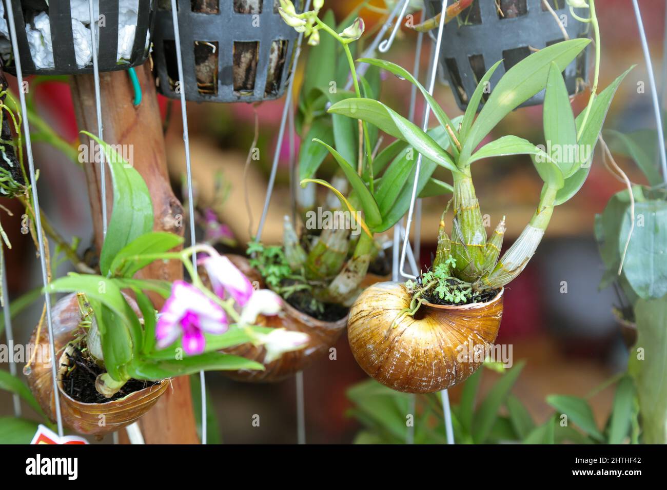Orchid flower in a snail shell Stock Photo Alamy
