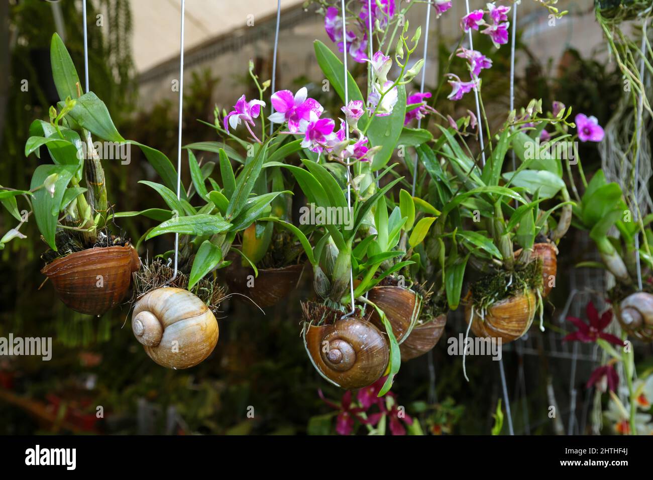 Orchid flower in a snail shell Stock Photo Alamy