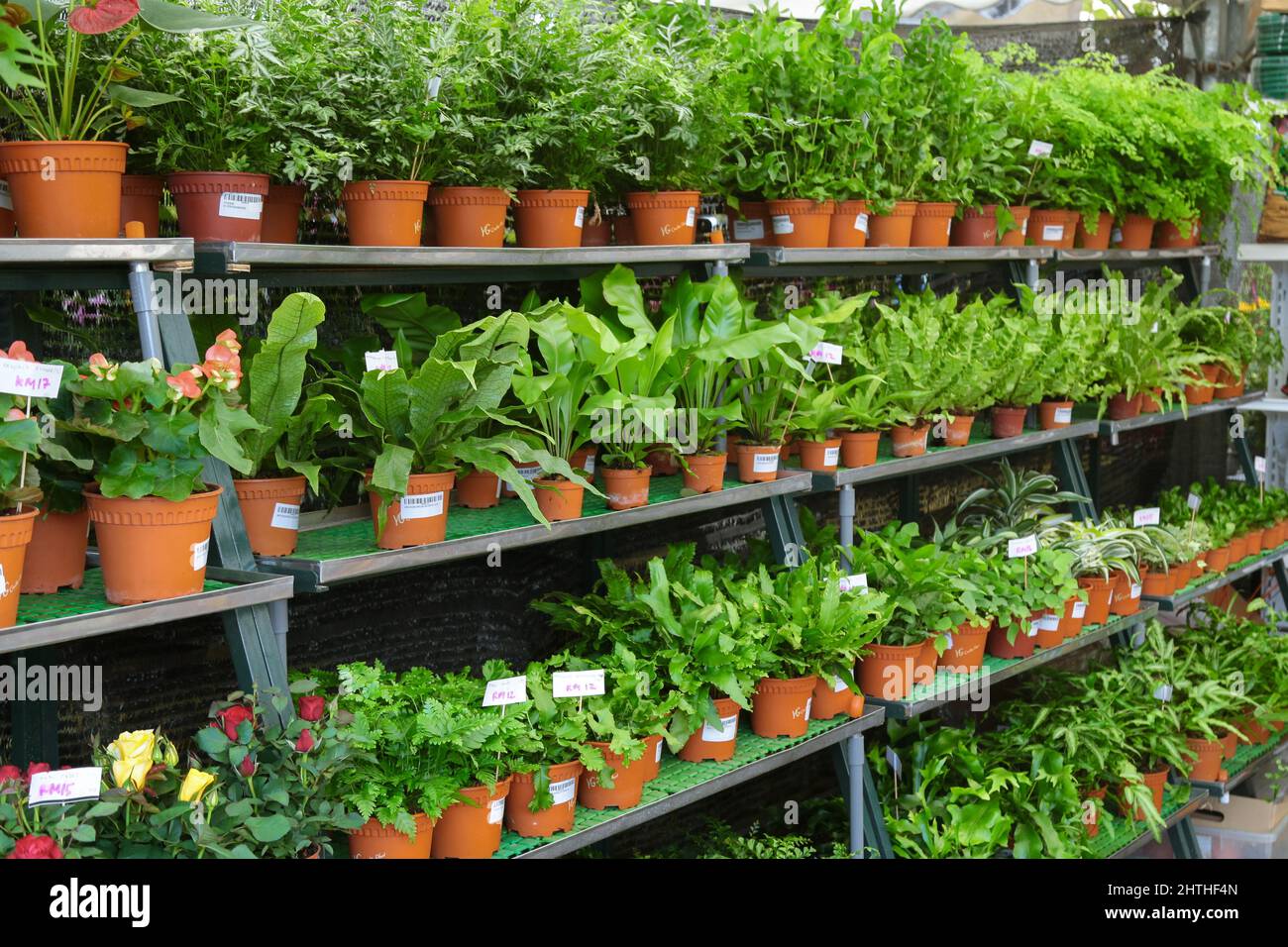 Green potted plants outdoor hi-res stock photography and images - Alamy