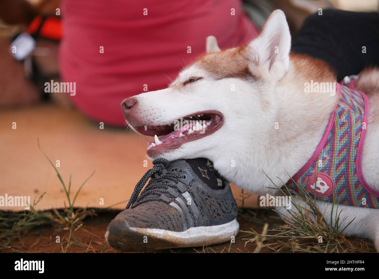 An adorable husky rest on its master's feet. Stock Photo