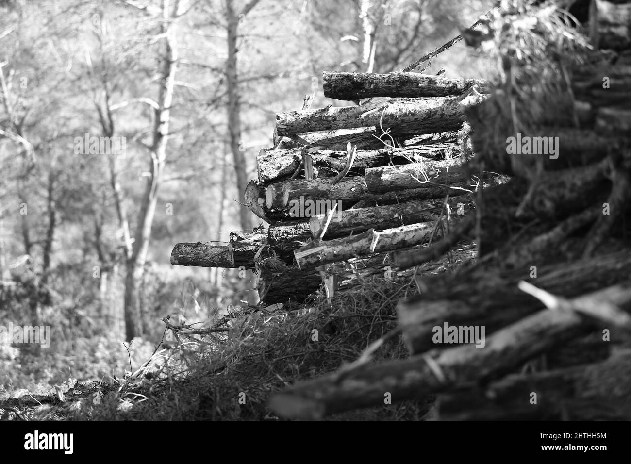 Grayscale of thick wooden sticks in a forest Stock Photo