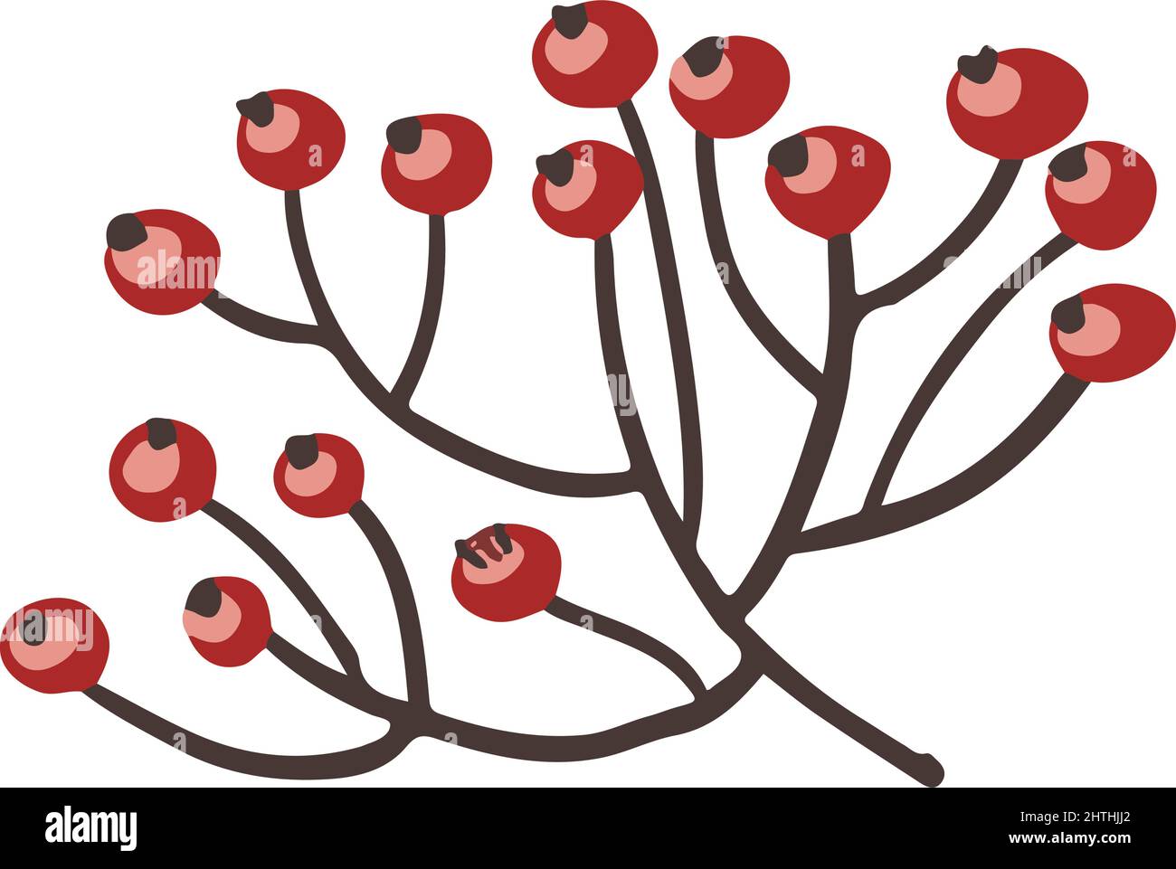 Rosehip or rowanberry, mistletoe berries vector Stock Vector